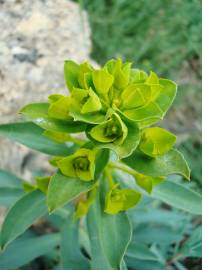 Fotografia da espécie Euphorbia nicaeensis subesp. nicaeensis