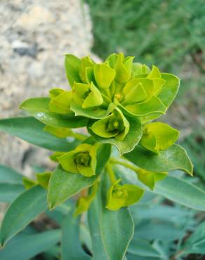 Fotografia 10 da espécie Euphorbia nicaeensis subesp. nicaeensis no Jardim Botânico UTAD