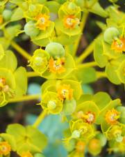 Fotografia da espécie Euphorbia nicaeensis