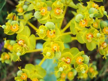 Fotografia da espécie Euphorbia nicaeensis subesp. nicaeensis