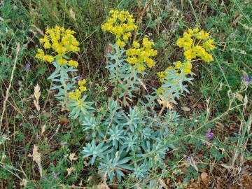 Fotografia da espécie Euphorbia nicaeensis subesp. nicaeensis