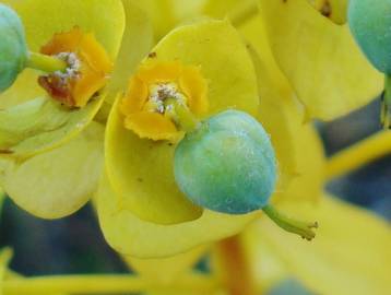 Fotografia da espécie Euphorbia nicaeensis subesp. nicaeensis