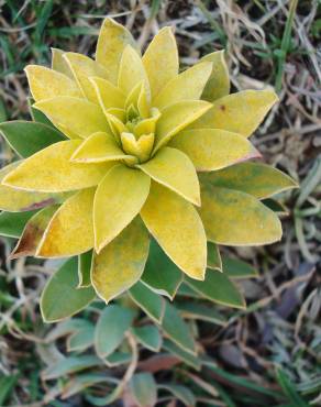 Fotografia 18 da espécie Euphorbia nicaeensis subesp. nicaeensis no Jardim Botânico UTAD