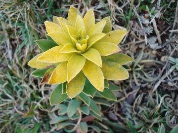 Fotografia da espécie Euphorbia nicaeensis subesp. nicaeensis