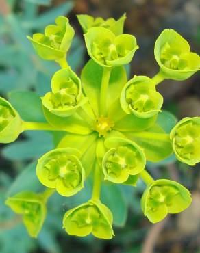 Fotografia 20 da espécie Euphorbia nicaeensis subesp. nicaeensis no Jardim Botânico UTAD