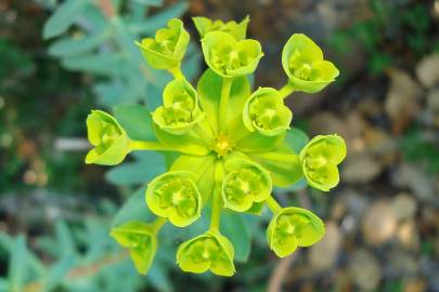 Fotografia da espécie Euphorbia nicaeensis subesp. nicaeensis