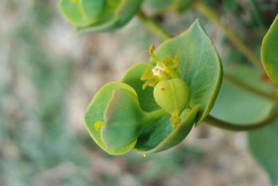 Fotografia da espécie Euphorbia nicaeensis subesp. nicaeensis