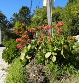 Fotografia da espécie Cotyledon orbiculata