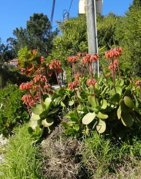 Fotografia 11 da espécie Cotyledon orbiculata no Jardim Botânico UTAD