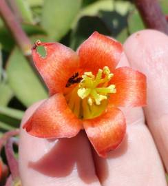 Fotografia da espécie Cotyledon orbiculata