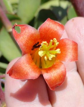 Fotografia 12 da espécie Cotyledon orbiculata no Jardim Botânico UTAD