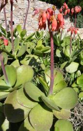 Fotografia da espécie Cotyledon orbiculata