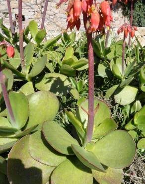 Fotografia 13 da espécie Cotyledon orbiculata no Jardim Botânico UTAD