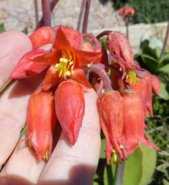 Fotografia da espécie Cotyledon orbiculata