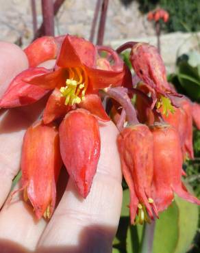 Fotografia 14 da espécie Cotyledon orbiculata no Jardim Botânico UTAD