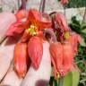 Fotografia 14 da espécie Cotyledon orbiculata do Jardim Botânico UTAD