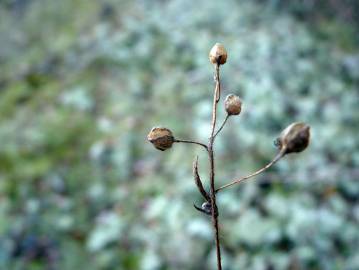 Fotografia da espécie Tuberaria guttata