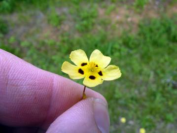 Fotografia da espécie Tuberaria guttata