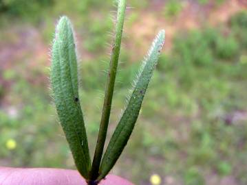 Fotografia da espécie Tuberaria guttata