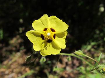 Fotografia da espécie Tuberaria guttata