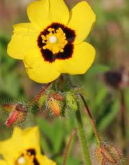 Tuberaria guttata