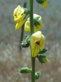 Fotografia da espécie Verbascum simplex