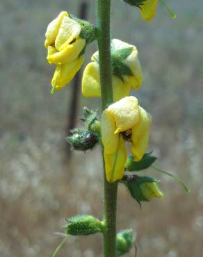 Fotografia 4 da espécie Verbascum simplex no Jardim Botânico UTAD