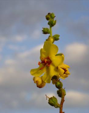 Fotografia 5 da espécie Verbascum simplex no Jardim Botânico UTAD
