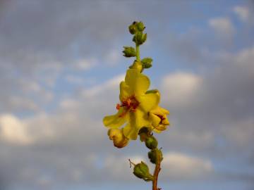 Fotografia da espécie Verbascum simplex