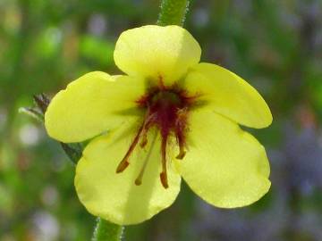 Fotografia da espécie Verbascum simplex