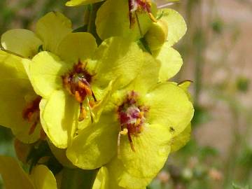 Fotografia da espécie Verbascum simplex