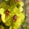 Fotografia 7 da espécie Verbascum simplex do Jardim Botânico UTAD