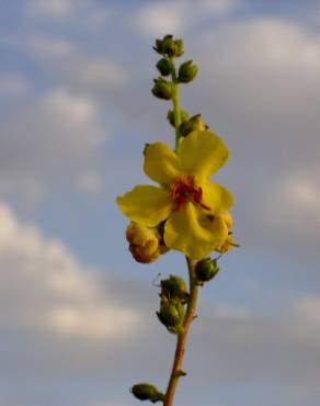 Fotografia 9 da espécie Verbascum simplex no Jardim Botânico UTAD