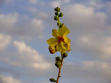 Fotografia da espécie Verbascum simplex