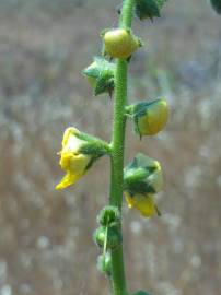 Fotografia da espécie Verbascum simplex