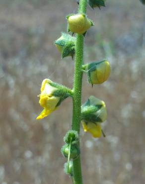 Fotografia 10 da espécie Verbascum simplex no Jardim Botânico UTAD