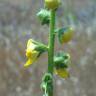 Fotografia 10 da espécie Verbascum simplex do Jardim Botânico UTAD