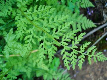 Fotografia da espécie Cystopteris fragilis subesp. fragilis