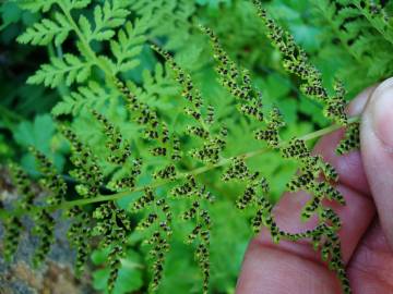 Fotografia da espécie Cystopteris fragilis subesp. fragilis