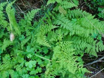 Fotografia da espécie Cystopteris fragilis subesp. fragilis