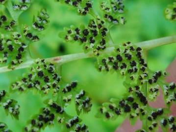 Fotografia da espécie Cystopteris fragilis subesp. fragilis