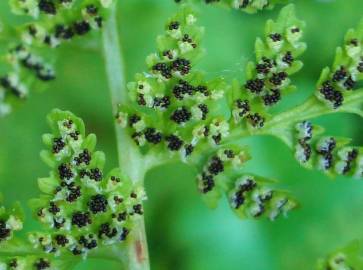 Fotografia da espécie Cystopteris fragilis subesp. fragilis