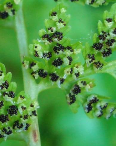 Fotografia de capa Cystopteris fragilis subesp. fragilis - do Jardim Botânico