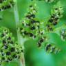 Fotografia 1 da espécie Cystopteris fragilis subesp. fragilis do Jardim Botânico UTAD