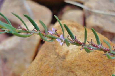 Fotografia da espécie Lythrum thymifolia