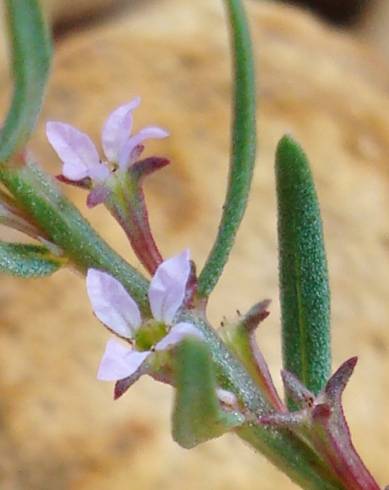 Fotografia de capa Lythrum thymifolia - do Jardim Botânico