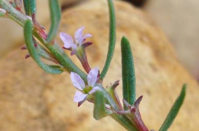 Fotografia da espécie Lythrum thymifolia