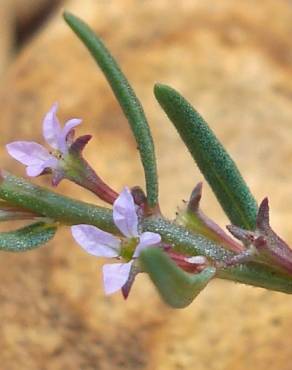 Fotografia 3 da espécie Lythrum thymifolia no Jardim Botânico UTAD