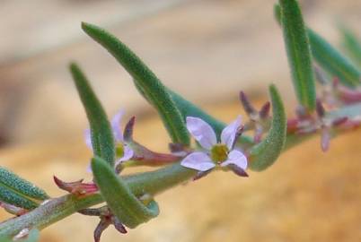 Fotografia da espécie Lythrum thymifolia