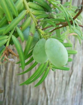 Fotografia 6 da espécie Cephalotaxus harringtonii no Jardim Botânico UTAD